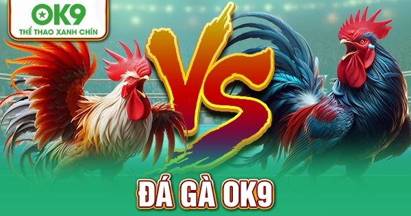 Đá Gà OK9 Trực Tuyến – Kịch Tính Trong Từng Cuộc Chiến